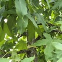 Liquidambar styraciflua - 4