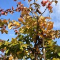 Parrotia persica - 1