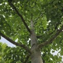 Tilia x Europaea - Foto 1