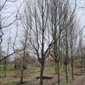 Carpinus betulus 'Frans Fontaine'   (Fastigiata) - 2