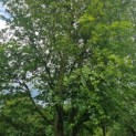 Fagus sylvatica - Afbeelding 2
