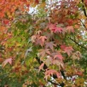 Acer palmatum - 4