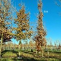 #904 Quercus robur 'Fastigiata Koster' Säuleneiche