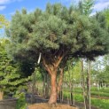 Pinus sylvestris 'Watereri' - Foto 2