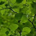 Tilia cordata - Foto 1
