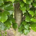 Fagus sylvatica 'Dawyck Gold' - blad in de zomer kleurt terug naar groen