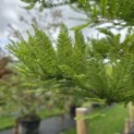 Taxodium distichum 'Peve Minaret' - Foto 1