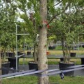 Taxodium distichum 'Peve Minaret' - Foto 2