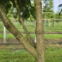 Quercus pontica - 4