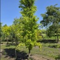 Fagus sylvatica 'Dawyck Gold' - mei 2026