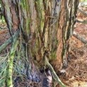 #46 Sequoiadendron giganteum Riesenmammutbaum,