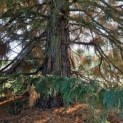 #46 Sequoiadendron giganteum Riesenmammutbaum,