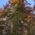 Fagus sylvatica 'Atropunicea' - 4