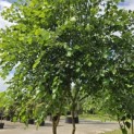 Betula nigra - 3