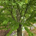 Cercidiphyllum japonicum - Foto 1