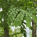 Gymnocladus dioica - 1
