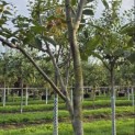 Juglans regia 'Cyril' - Foto 1