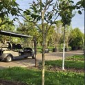 Juglans regia 'Cyril' - Foto 2