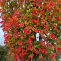 Acer rubrum 'Scanlon' - Afbeelding 6