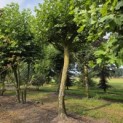 Platanus x hispanica - Foto 3