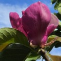 Magnolia 'Lennei' - 4