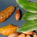 Quercus ilex - 1