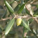 Quercus ilex - 2