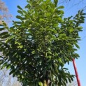 Prunus laurocerasus 'Novita' - Foto 1