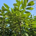 Prunus laurocerasus 'Novita' - Foto 2
