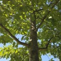 Quercus rubra - 9