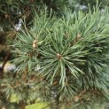 Pinus sylvestris 'Watereri' - Foto 6