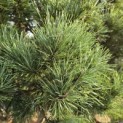 Pinus sylvestris 'Watereri' - Foto 1