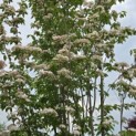 Cornus kousa 'Stellar Pink' - 5