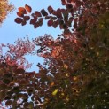 Fagus sylvatica 'Atropunicea' - Foto 1