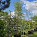 Quercus suber - juli 2025