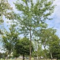 Gleditsia triacanthos ‘Inermis’ - 3