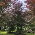 Fagus sylvatica 'Atropunicea' - 1