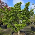 Acer palmatum 'Shishigashira' - 2