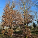 Fagus sylvatica - 1