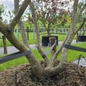 Hamamelis mollis - Foto 1