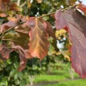 Parrotia persica - Foto 9