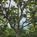 Juglans regia 'Cyril' - Foto 2