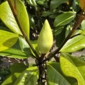 Magnolia grandiflora 'Goliath' - 4