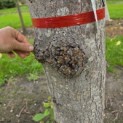 Tilia americana 'Nova' - Foto 4