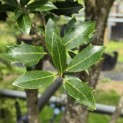 Osmanthus Heterophyllus - 1