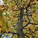 Liquidambar styraciflua - 2