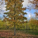 Liquidambar styraciflua - 1