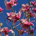 Magnolia 'Galaxy' - 4