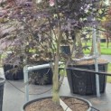 Acer palmatum 'Red Emperor' - 2