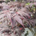 Acer palmatum 'Red Emperor' - 1